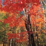Hard Maple trees in fall color